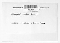 Hydropisphaera peziza image